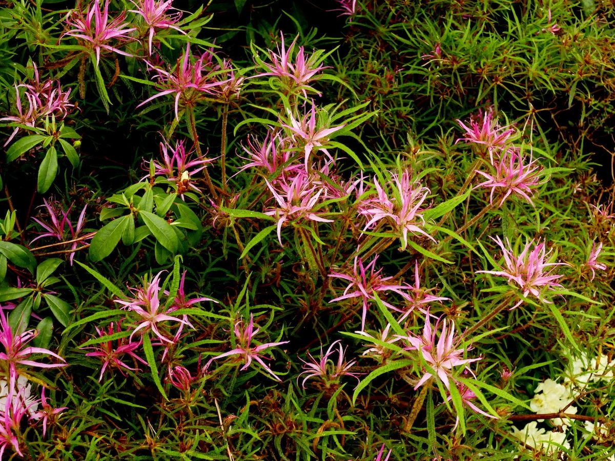 stenopetalum Linearifolium